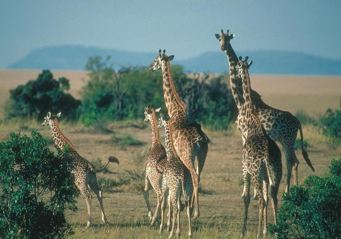 Giraffes on the savanna
