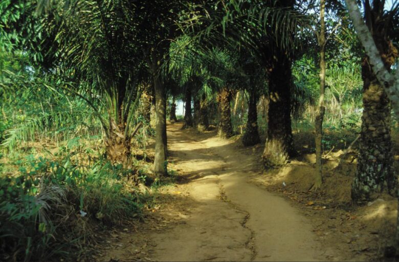 Forest Trail Southeast Nigeria